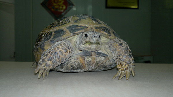 Шохрат Бабакулов