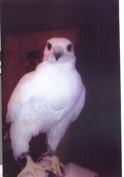 Арслан Сабитов