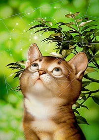 Наталья Калюжная