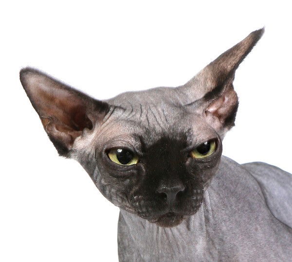 Александр Иванов