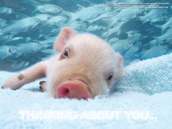 Владимир Белов