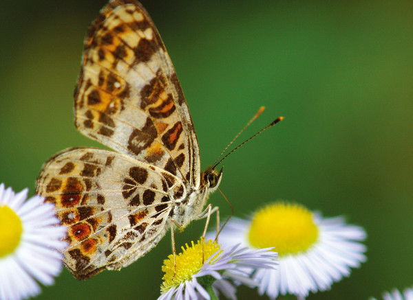 Екатерина Кривошеева