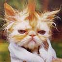 Владимер Луценко