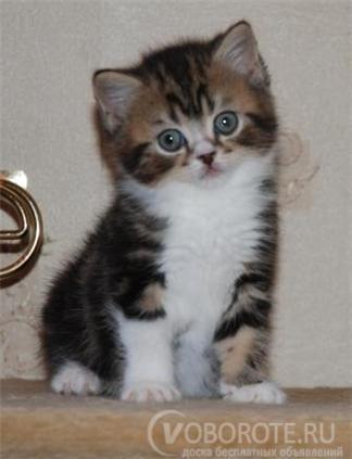 Кыцюня Пушистая