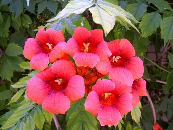 Елена Тюрикова