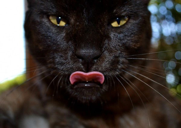 Яна Фучеджи