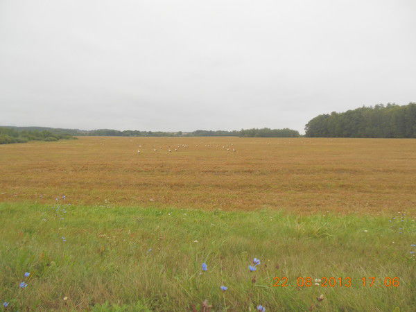 Татьяна Лукашёнок