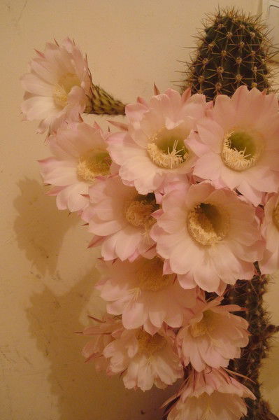 Аида Асатрян