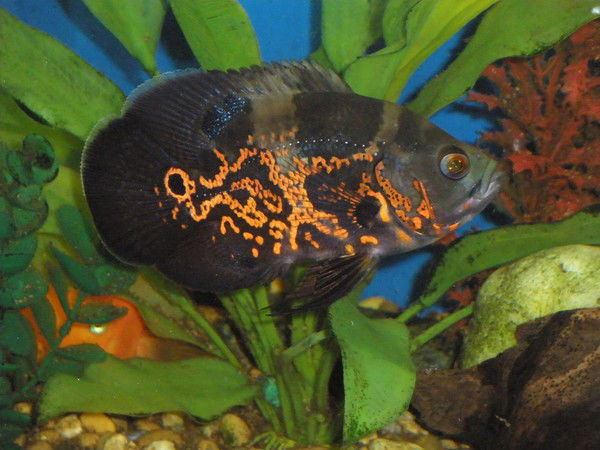 Олег Буланов