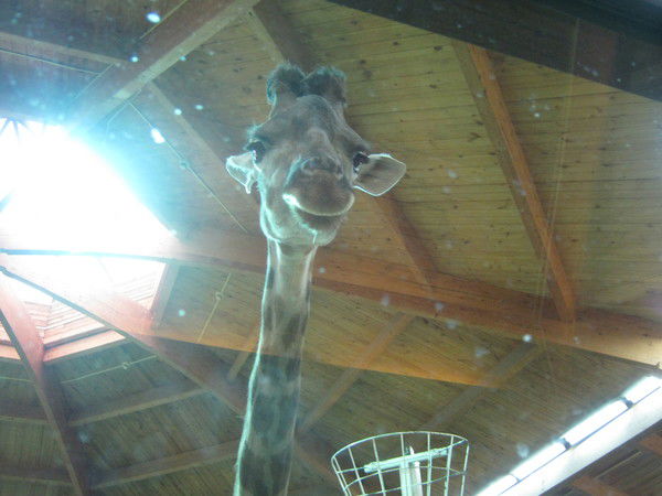 Внезапный Шторм