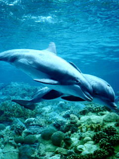 Светлана Бабич