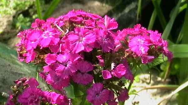 Оля Бухарова