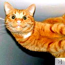 Диана Кот