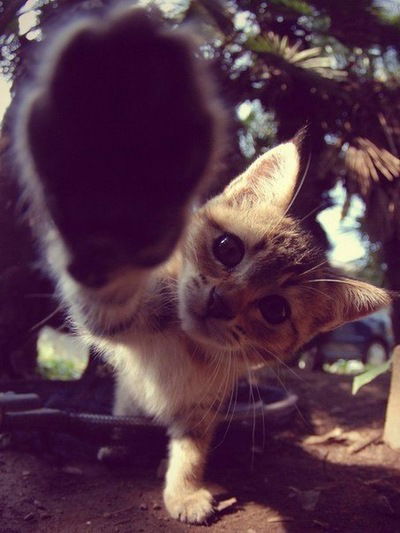 Полина Синицына