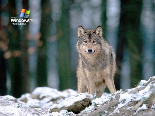 Серж Фалинский