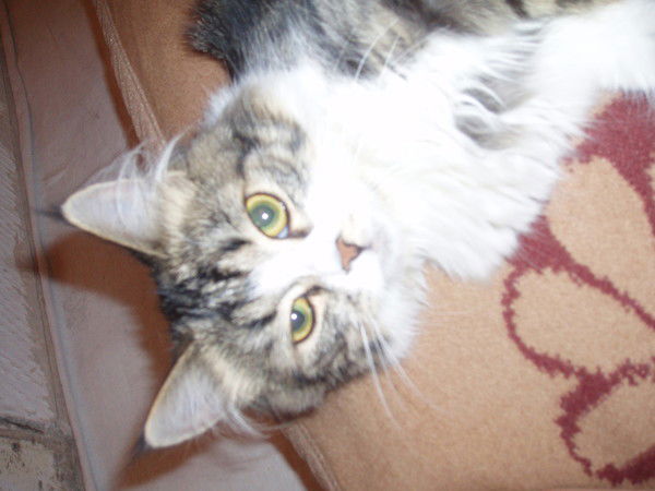 Роман Науменко