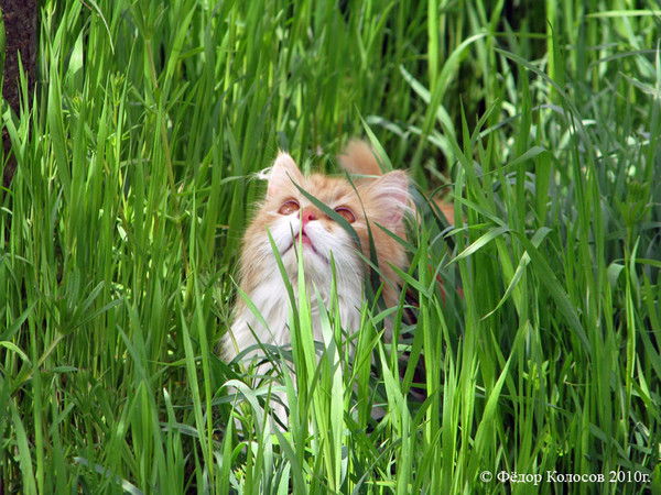 Наталия Романова