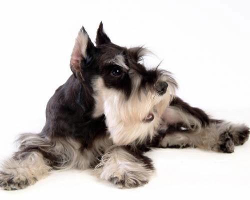 Галина Корнева