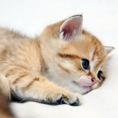 Ксения Григорьева