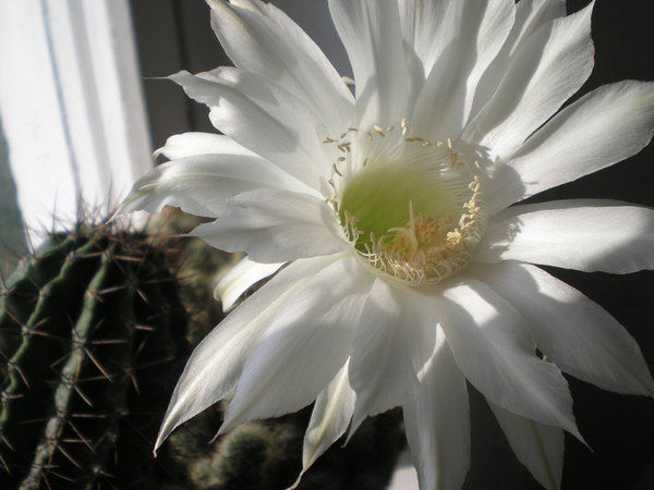 Нина Николаевна Степанова