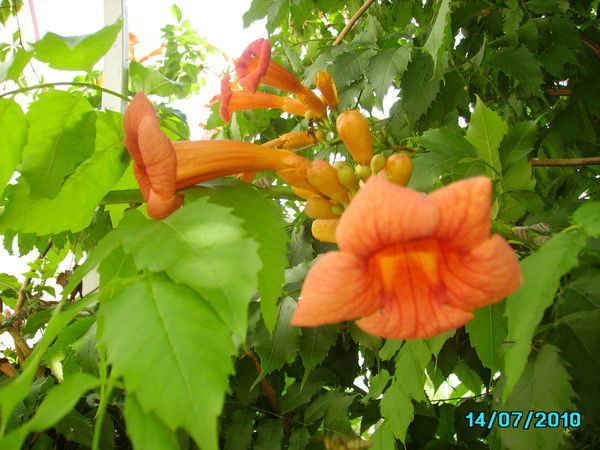 Инна Пахомова