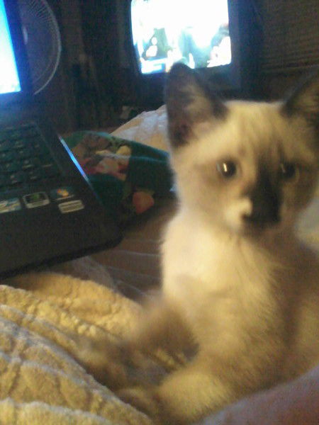 Ирина Ленская