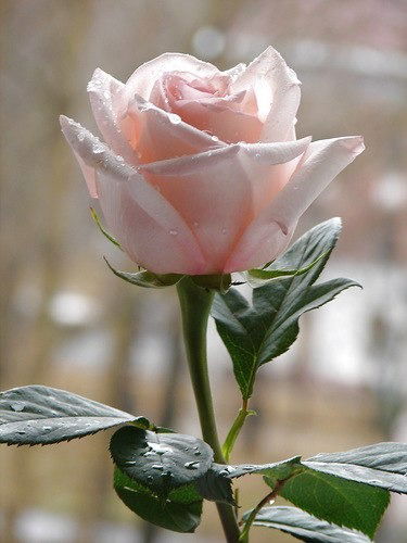 Екатерина Викторовна