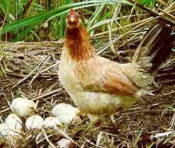 Светлана Покровская