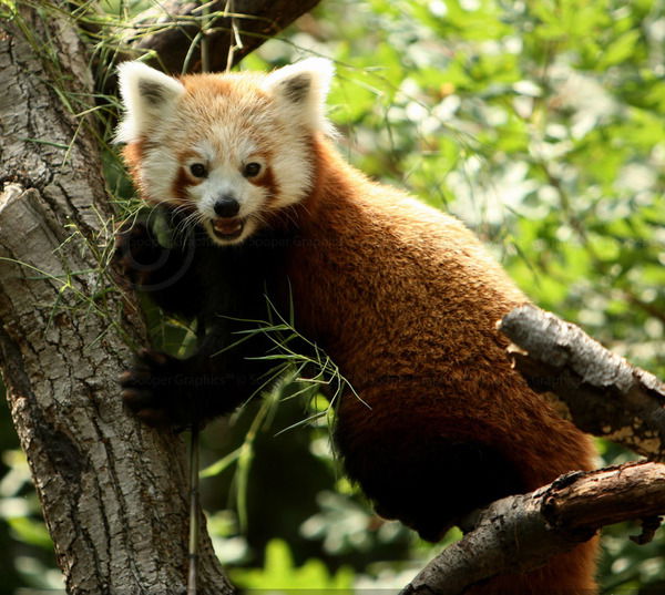 Андрей Дерусов