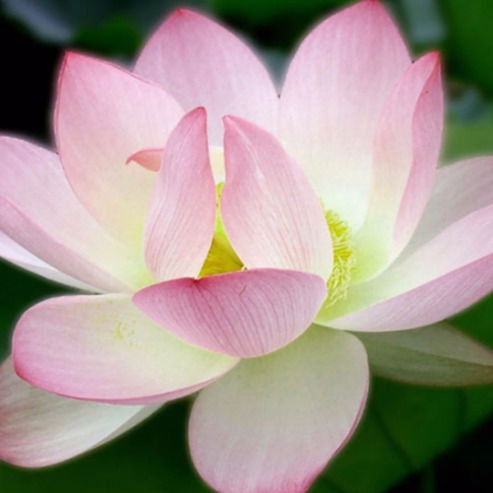 Надежда Зубова