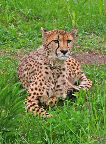 Ангелина Горинова