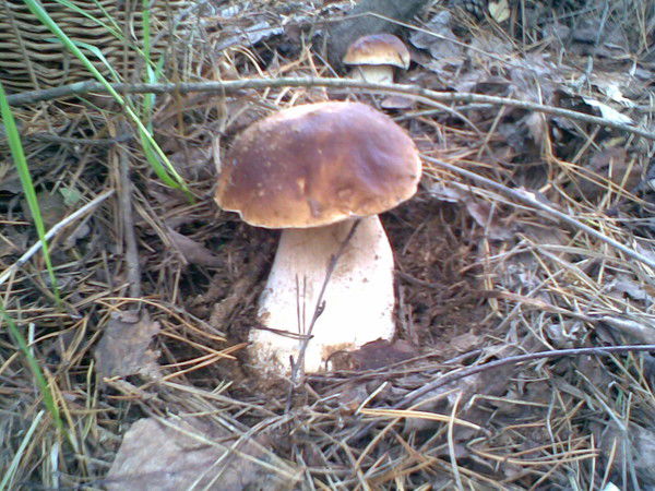 Светлана Гаврикова