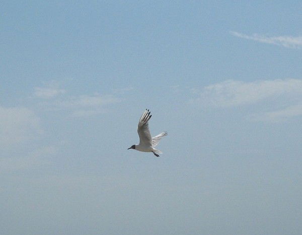 Лариса Рудь