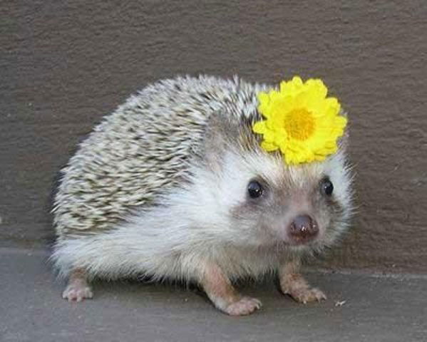 Ежик Колючий