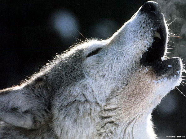 Андрей Закиров