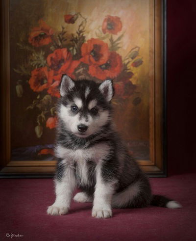 Ксения Шевцова