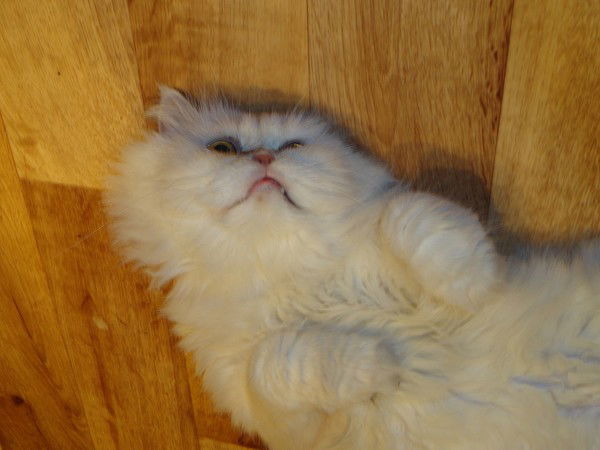 Татьяна Любарская