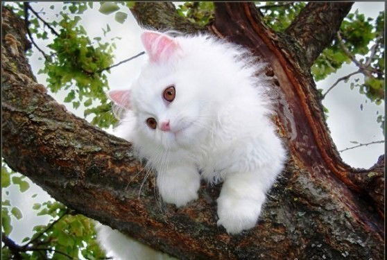 Анна Рохлина