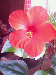 Елена Михайлова