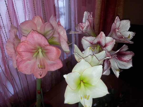 Алла Медведева