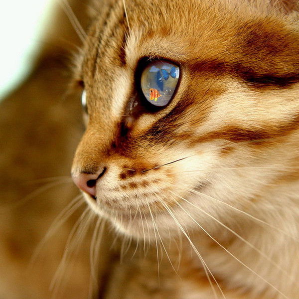 Инна Ларкина