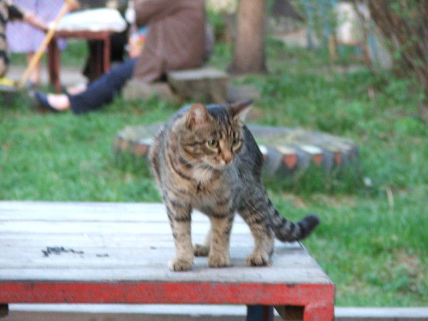 Татьяна Кукушкина