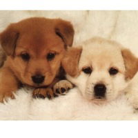 Яна Григорьева