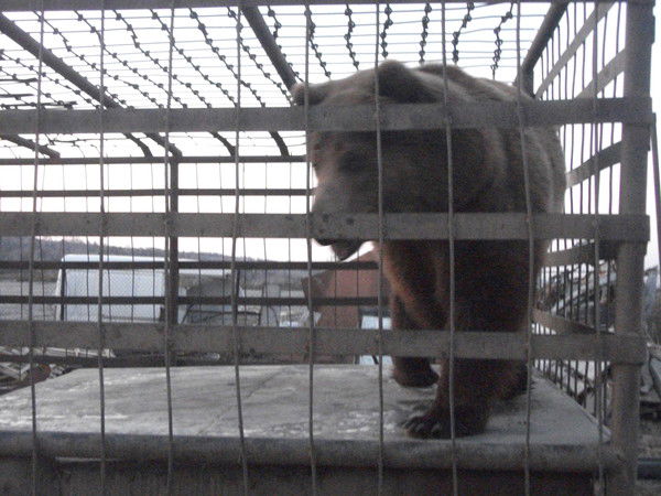 Александр Губа