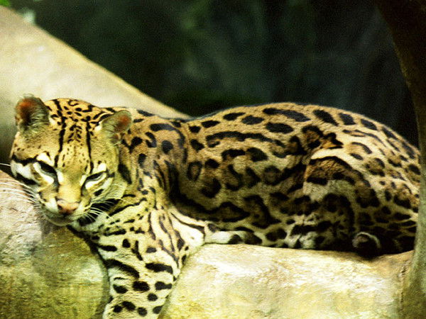 Татьяна Альбинус