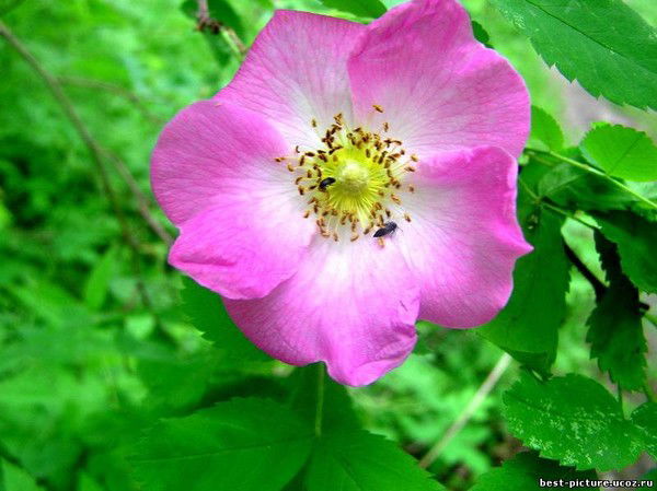 Эмилия Цветаева