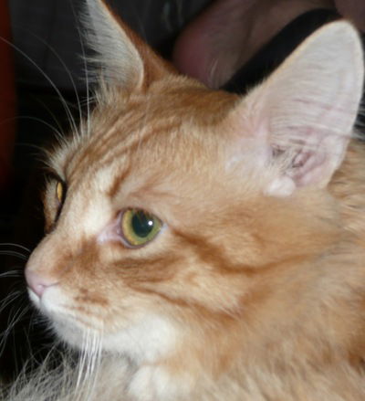 Тимофей Лимонов