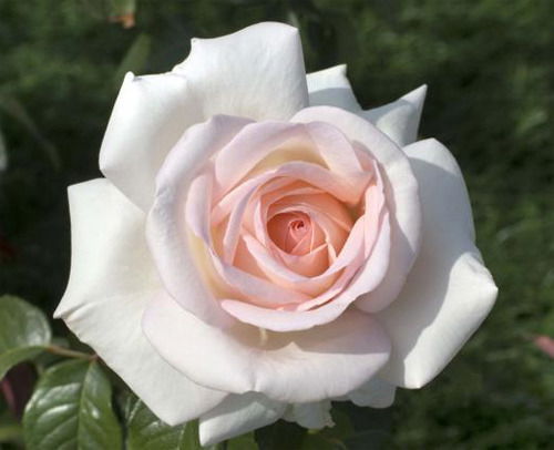 Светлана Кривенко