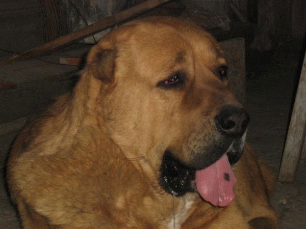 Адам Горяев