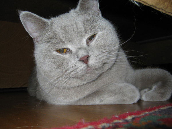 Лёха Денисов